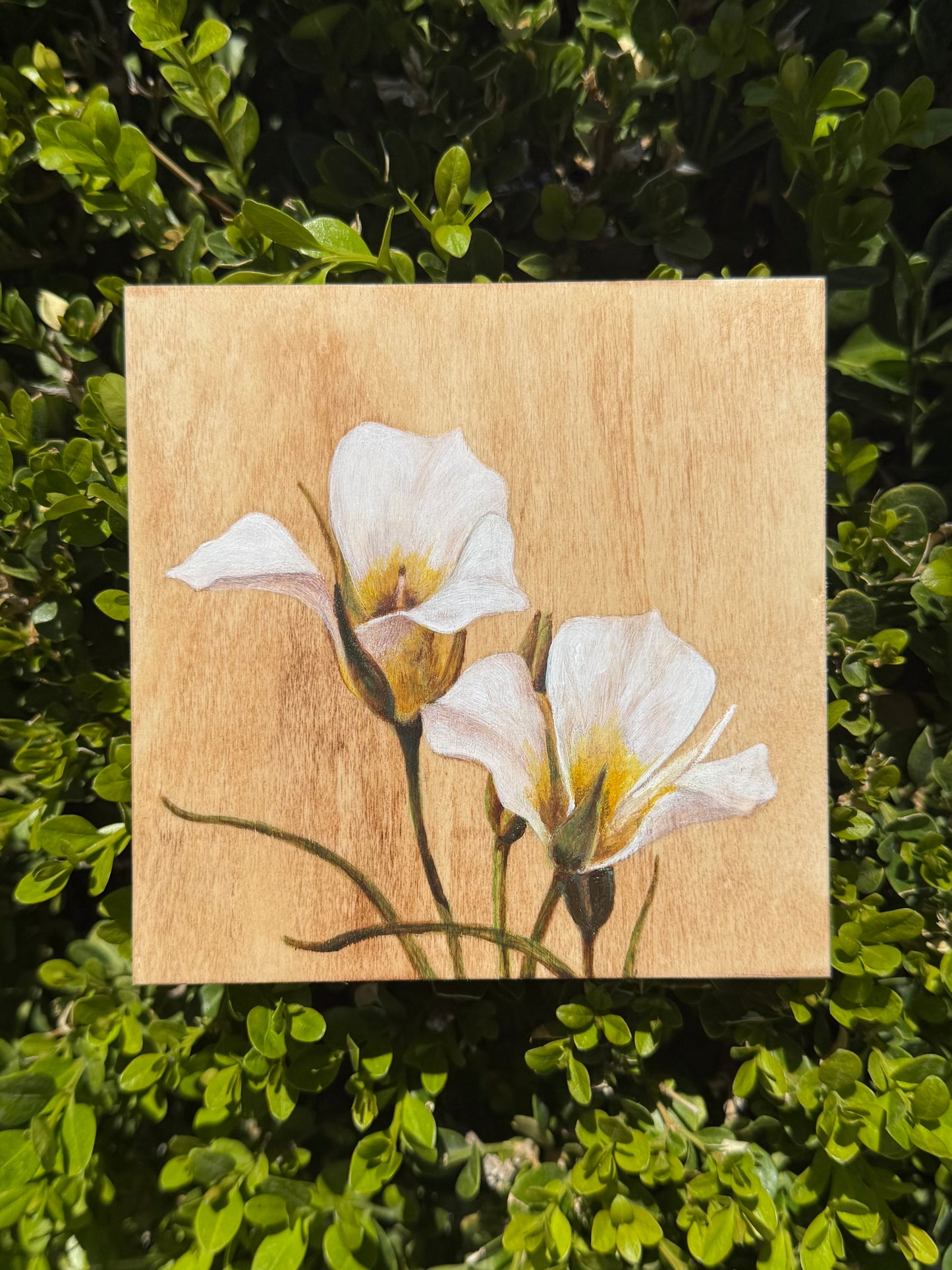 Sego Lilies N.1